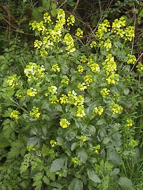 Wintercress, Aston Rowant Nature Reserve, 14th May, 2006